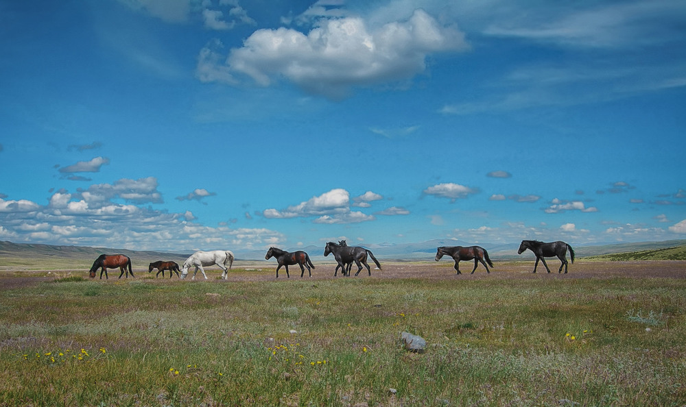Фотографія Степь ... Табун полудиких лошадей ..... / amateur / photographers.ua