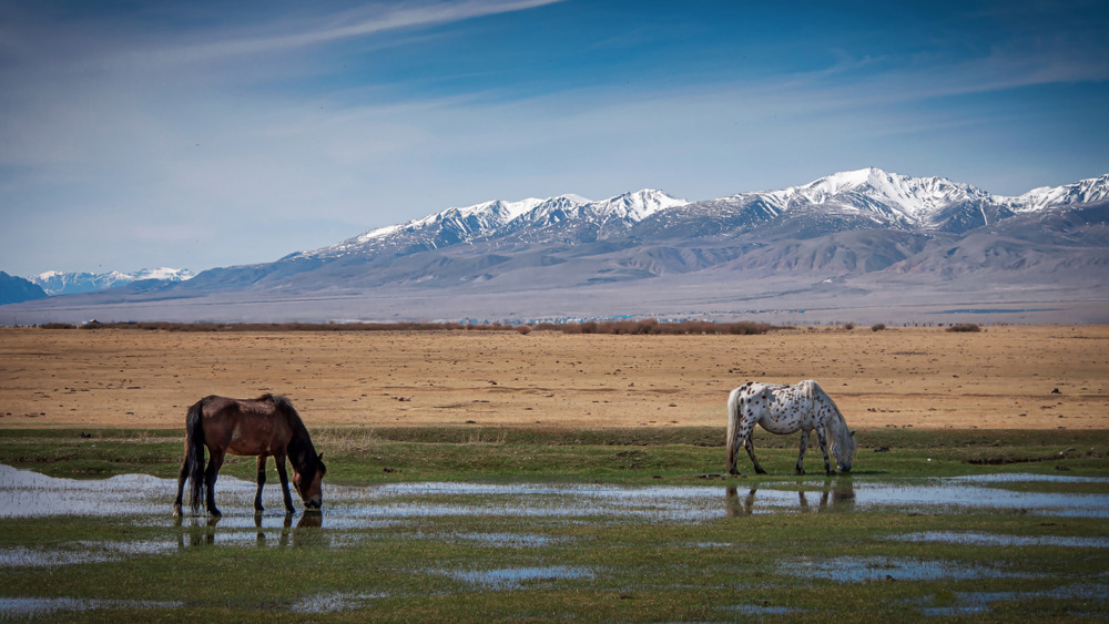Фотографія Лето в горах.....Справа редкая  порода лошади - чубарая масть..... / amateur / photographers.ua