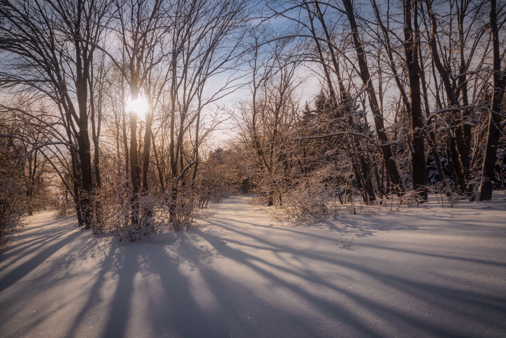 Фотографія Зима... Лес...Вечереет...Тени... / amateur / photographers.ua