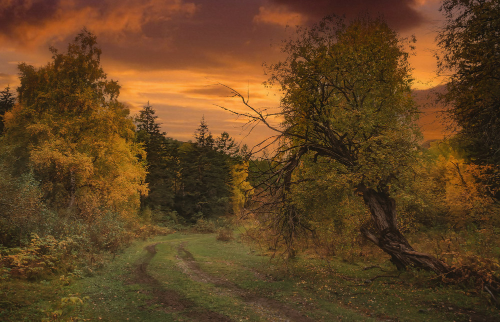 Фотографія Осень... Дорога... Вечереет... / amateur / photographers.ua