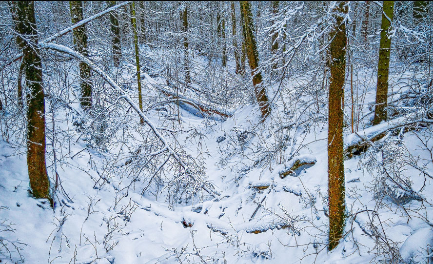 Фотографія Зимний лес / Владимир Гречанинов / photographers.ua
