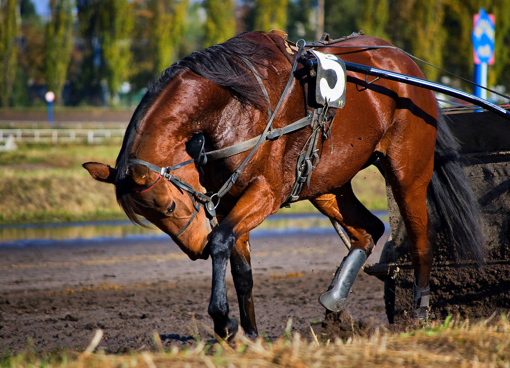 Фотографія Спортивная лошадь / Оксана Маховская / photographers.ua