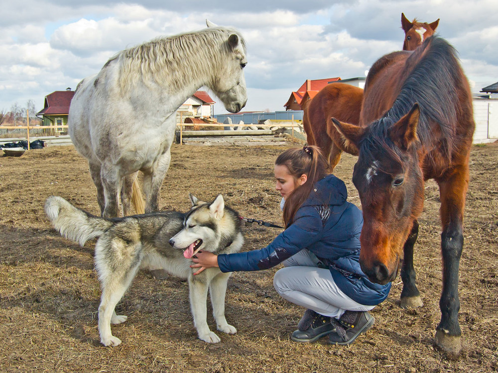 Фотографія Новый зверь на конюшне... / Оксана Маховская / photographers.ua