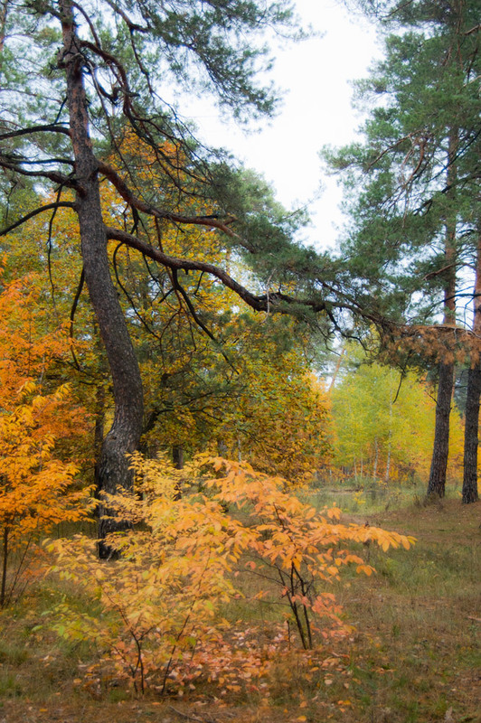 Фотографія Осень сосны / Оксана Маховская / photographers.ua