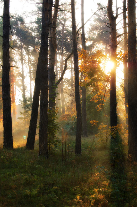 Фотографія Осеннее утро в лесу / Оксана Маховская / photographers.ua