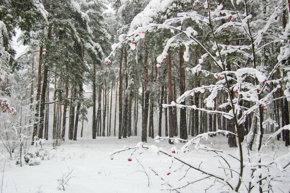 Фотографія Зима рябинки / Оксана Маховская / photographers.ua