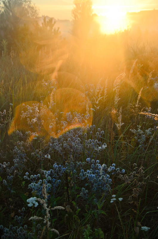 Фотографія Близость утреннего солнца / Оксана Маховская / photographers.ua