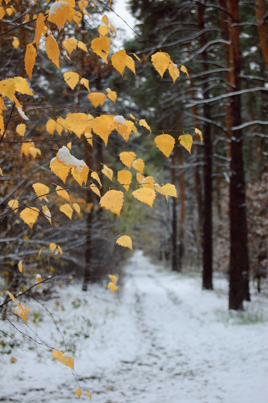 Фотографія Осень-зима / Оксана Маховская / photographers.ua