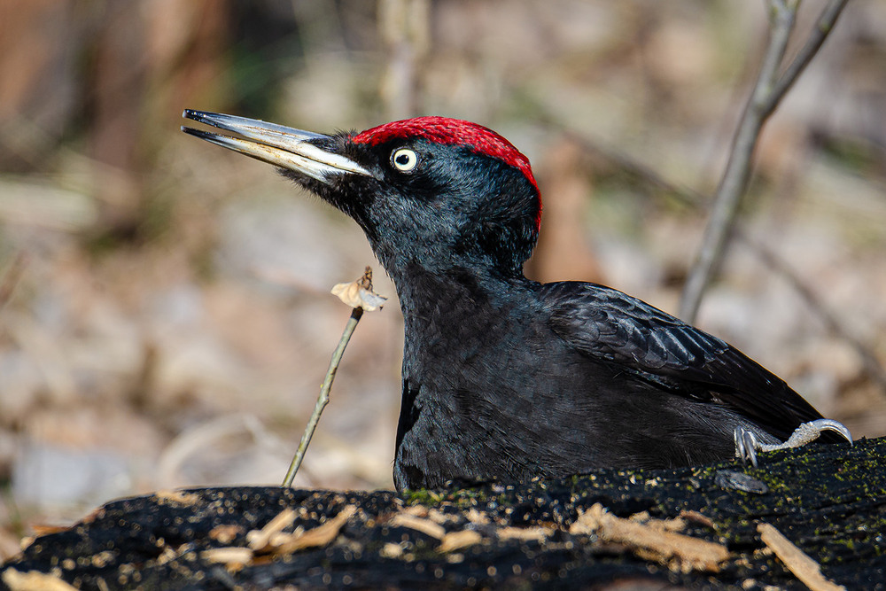 Фотографія Портрет чёрного дятла / Оксана Маховская / photographers.ua