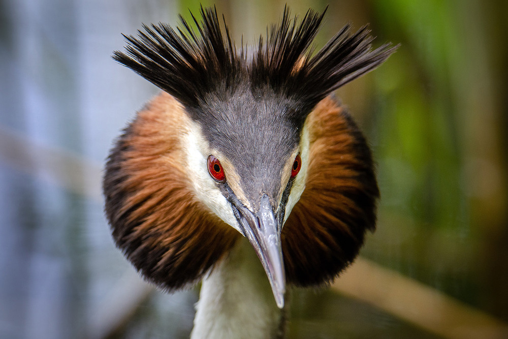 Фотографія Портрет чомги / Оксана Маховская / photographers.ua