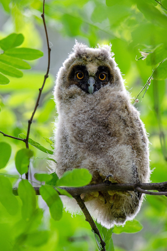 Фотографія Совёнок-пуховичок :) / Оксана Маховская / photographers.ua