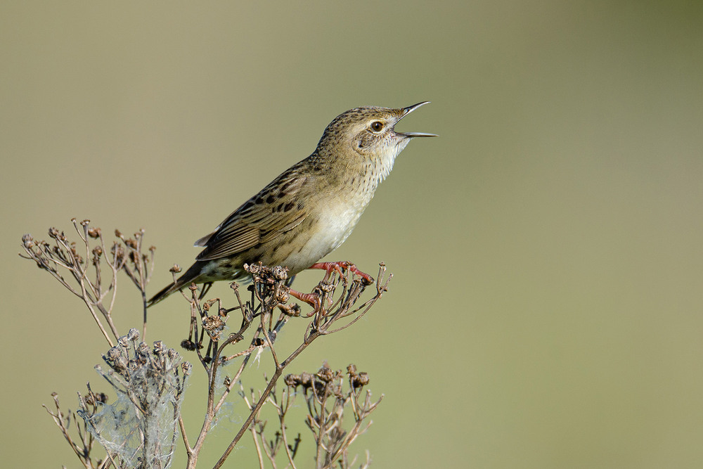 Фотографія Птица-сверчок / Оксана Маховская / photographers.ua