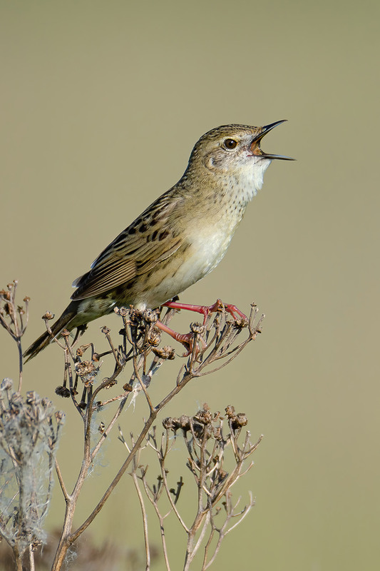 Фотографія Обыкновенный сверчок / Оксана Маховская / photographers.ua