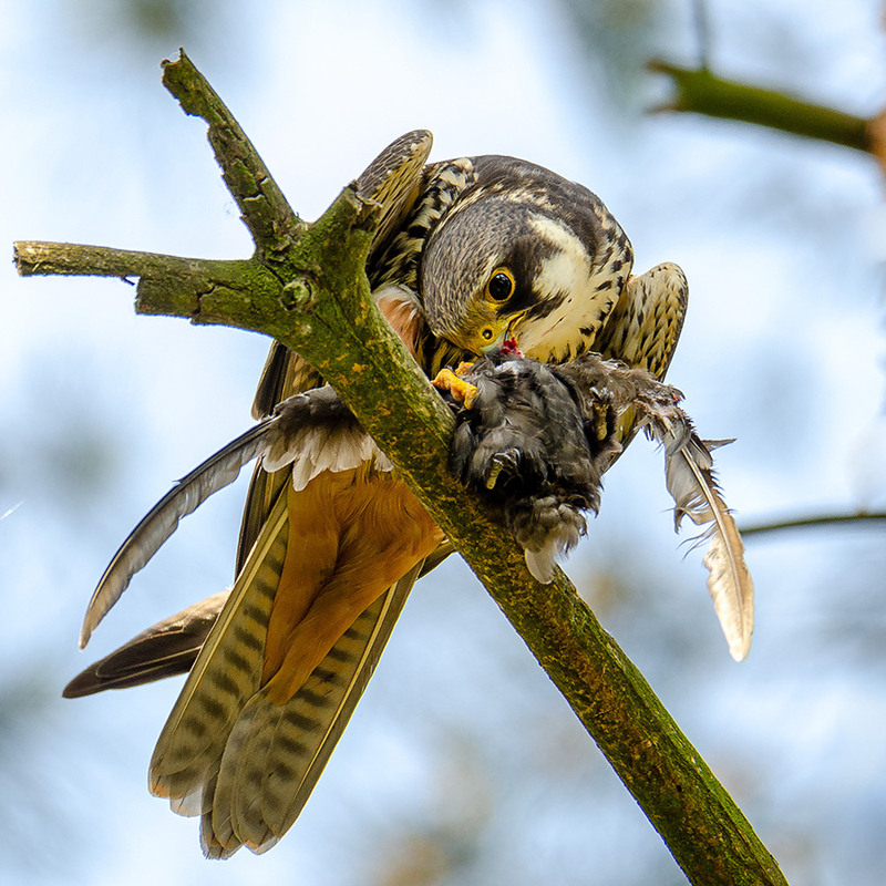 Фотографія Обед чеглока / Оксана Маховская / photographers.ua