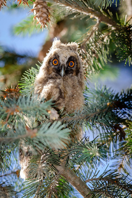 Фотографія Удивление / Оксана Маховская / photographers.ua