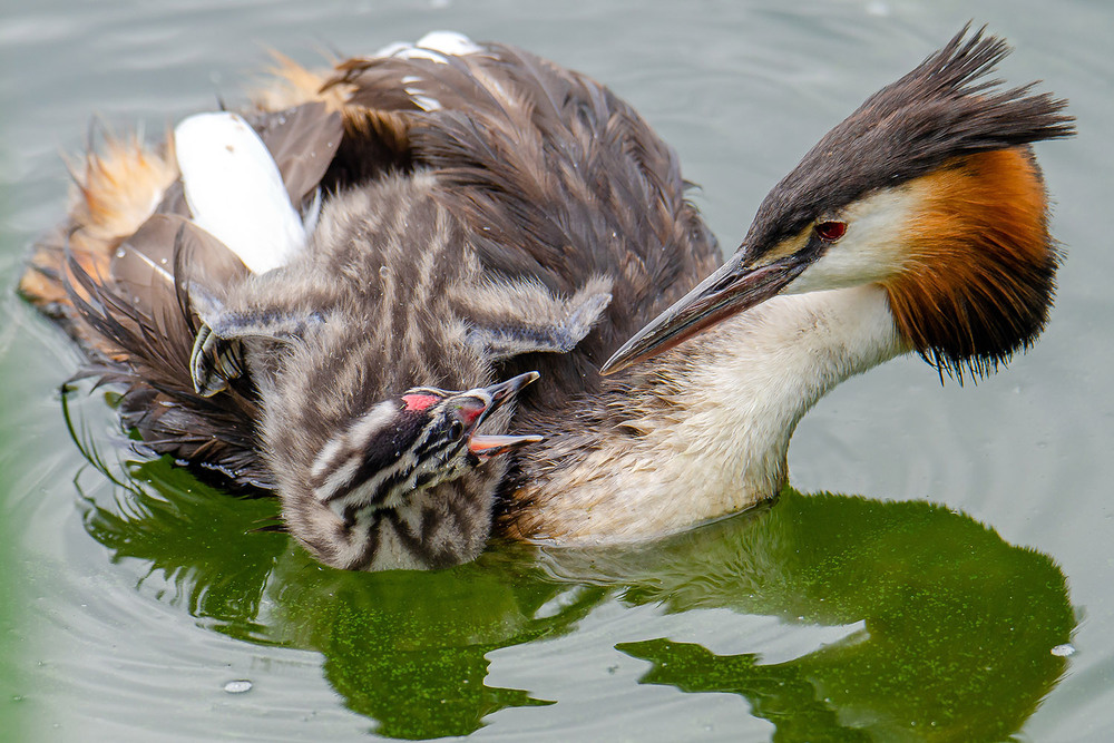Фотографія Слезай! Ты уже большой!.. :) / Оксана Маховская / photographers.ua