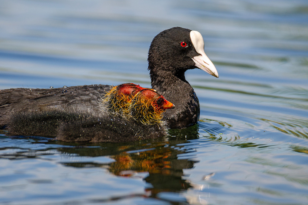 Фотографія Счастливый родитель / Оксана Маховская / photographers.ua