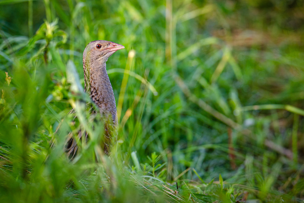 Фотографія Неуловимый коростель / Оксана Маховская / photographers.ua