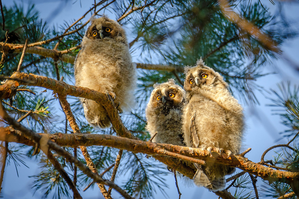 Фотографія Три пуховичка / Оксана Маховская / photographers.ua