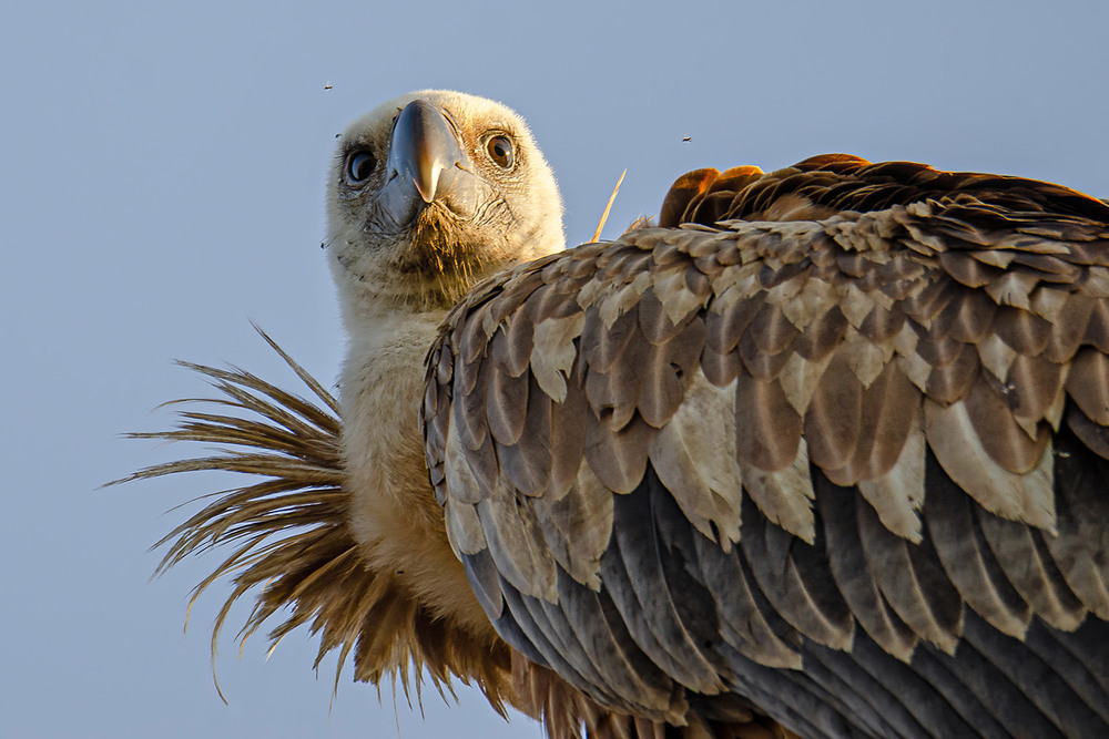 Фотографія Портрет сипа / Оксана Маховская / photographers.ua