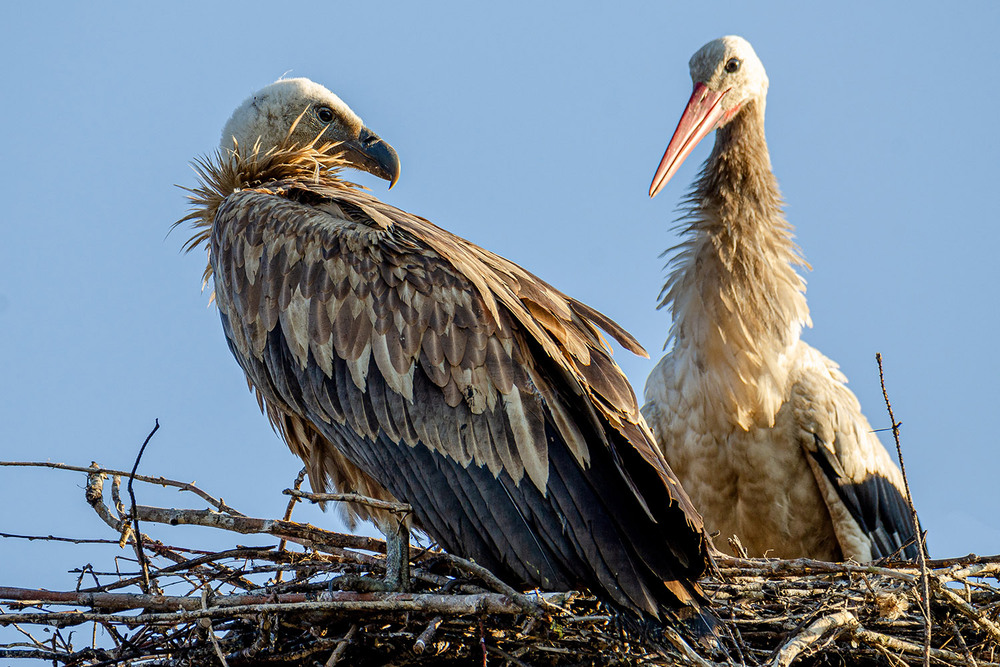 Фотографія Напряжённый диалог / Оксана Маховская / photographers.ua