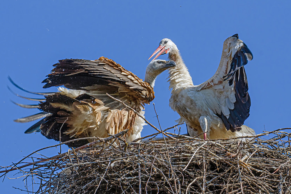 Фотографія Незваный гость / Оксана Маховская / photographers.ua