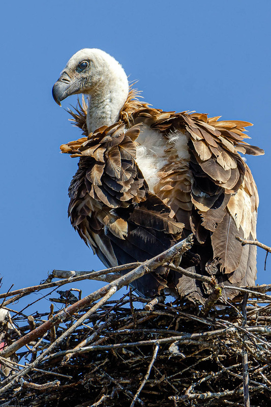 Фотографія Портрет белоголового сипа / Оксана Маховская / photographers.ua