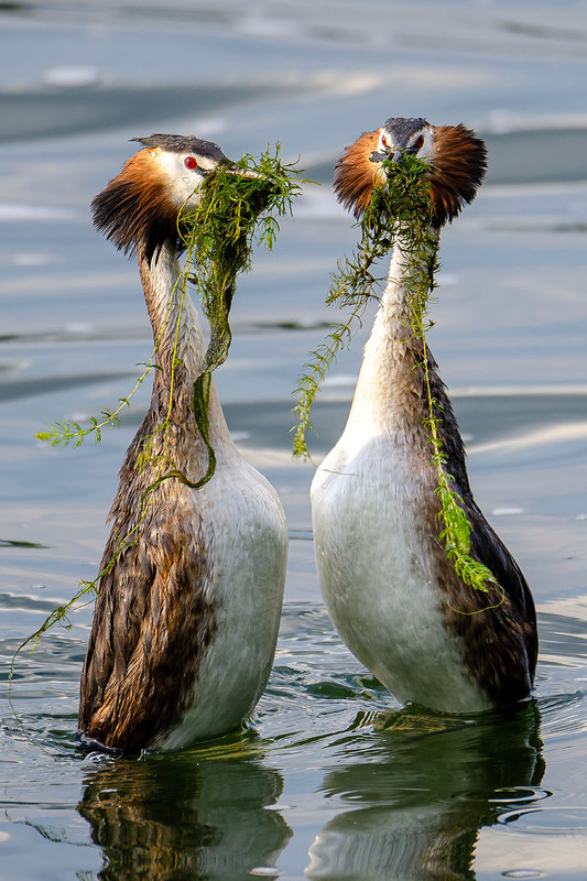 Фотографія Танец с водорослями / Оксана Маховская / photographers.ua