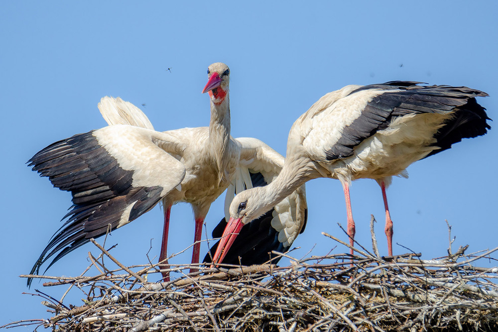 Фотографія Из жизни аистов / Оксана Маховская / photographers.ua