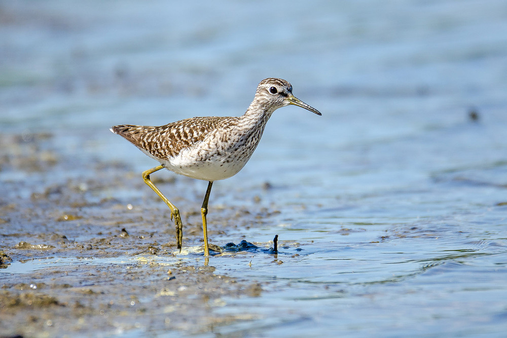 Фотографія Изящный кулик фифи / Оксана Маховская / photographers.ua