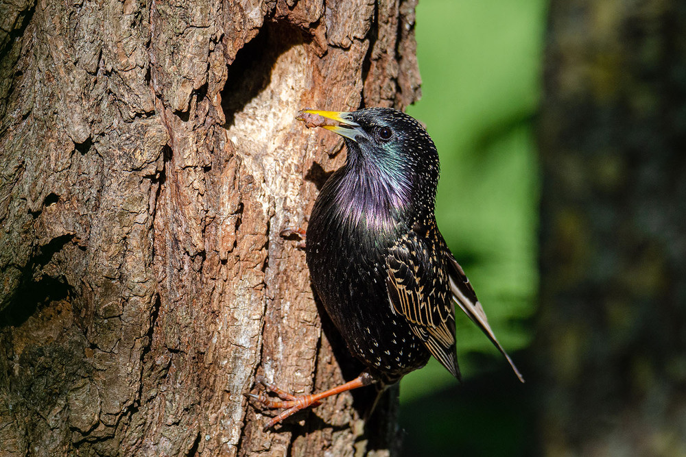 Фотографія Скворец-кормилец / Оксана Маховская / photographers.ua