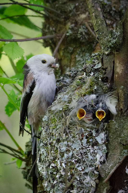 Фотографія Потомство длиннохвостой синички / Оксана Маховская / photographers.ua