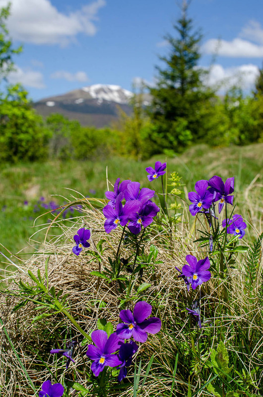 Фотографія Виола в Закарпатье / Оксана Маховская / photographers.ua