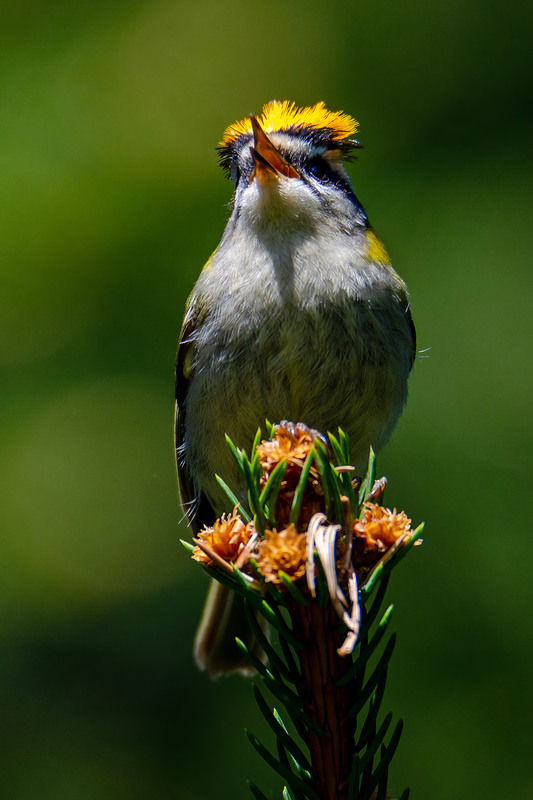 Фотографія Корона красноголового королька / Оксана Маховская / photographers.ua