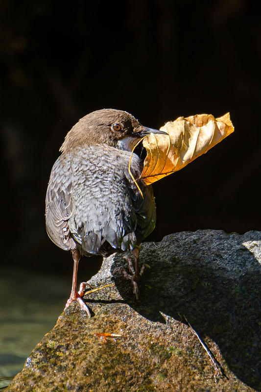 Фотографія Листик для гнезда / Оксана Маховская / photographers.ua