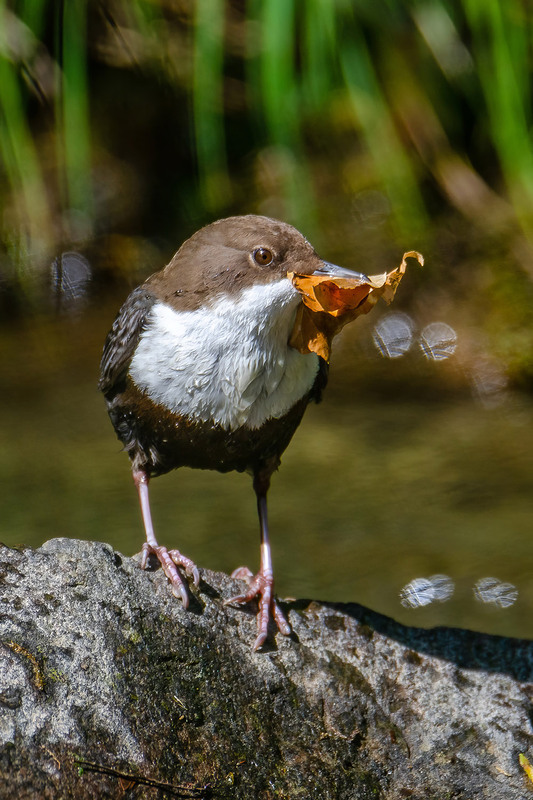 Фотографія На подстилку для гнезда / Оксана Маховская / photographers.ua