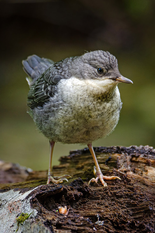 Фотографія Оляпыш / Оксана Маховская / photographers.ua
