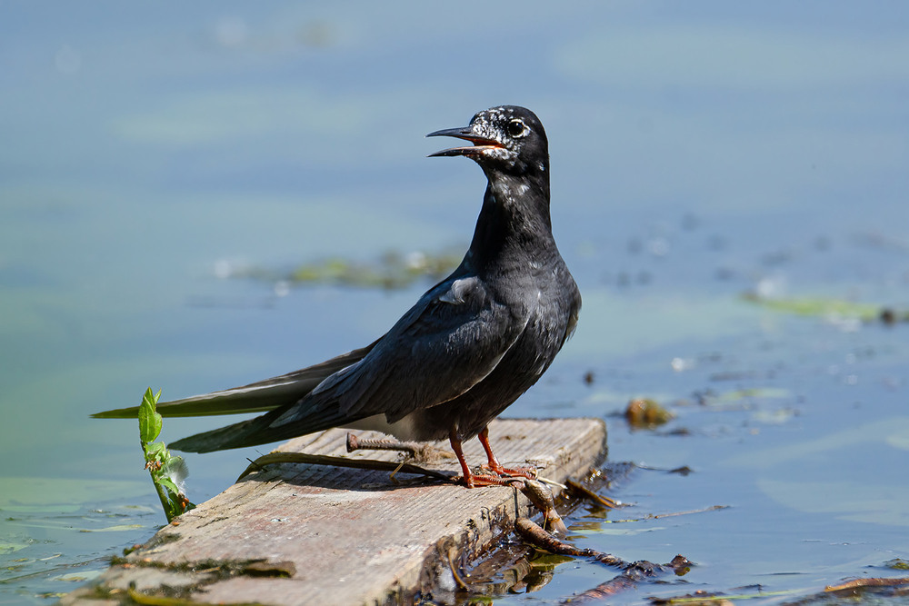 Фотографія Самец чёрной крачки / Оксана Маховская / photographers.ua