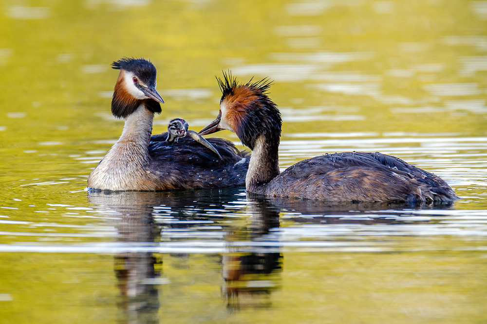 Фотографія Чомги с ребёнком / Оксана Маховская / photographers.ua