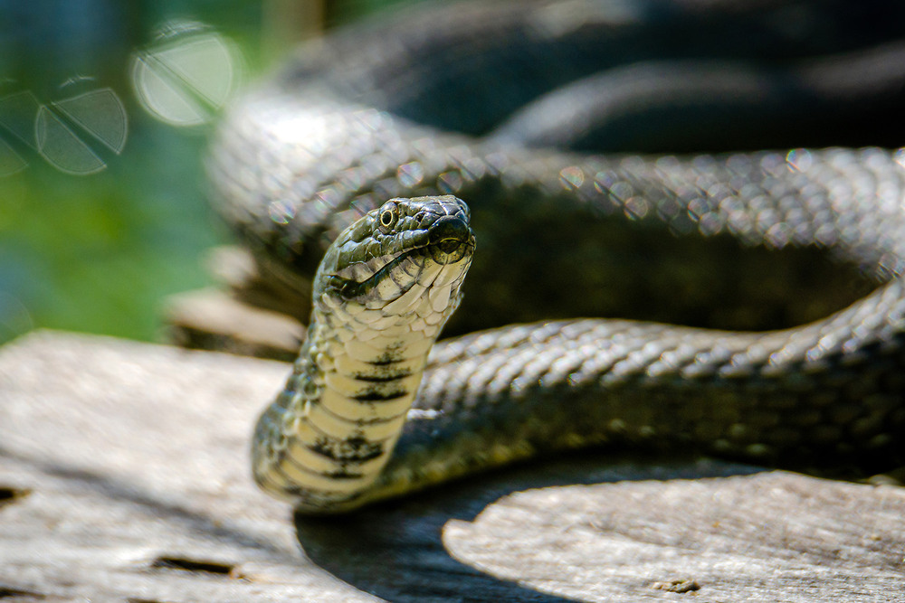 Фотографія Поцелуйчик?.. :) / Оксана Маховская / photographers.ua
