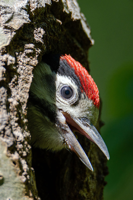 Фотографія Голодный ребёнок дятла / Оксана Маховская / photographers.ua