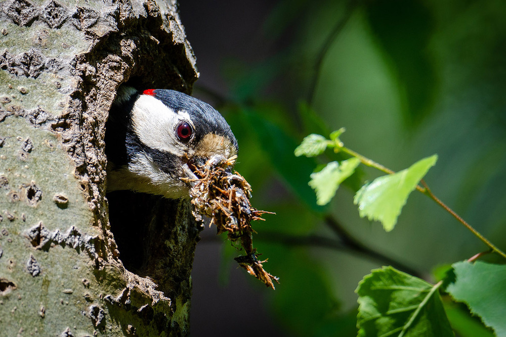 Фотографія Генеральная уборка дупла / Оксана Маховская / photographers.ua
