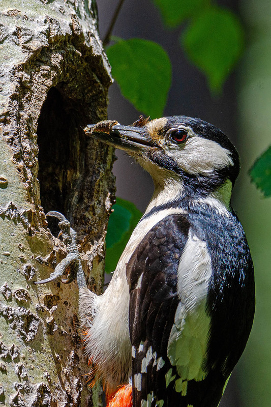 Фотографія Кормящая дятло-мать / Оксана Маховская / photographers.ua