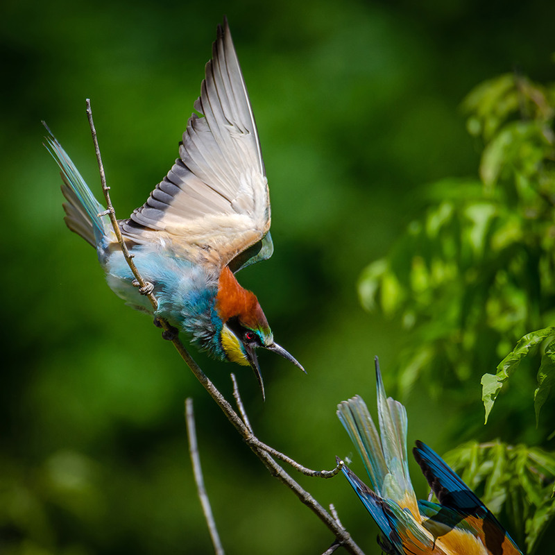Фотографія Это моя веточка!.. / Оксана Маховская / photographers.ua