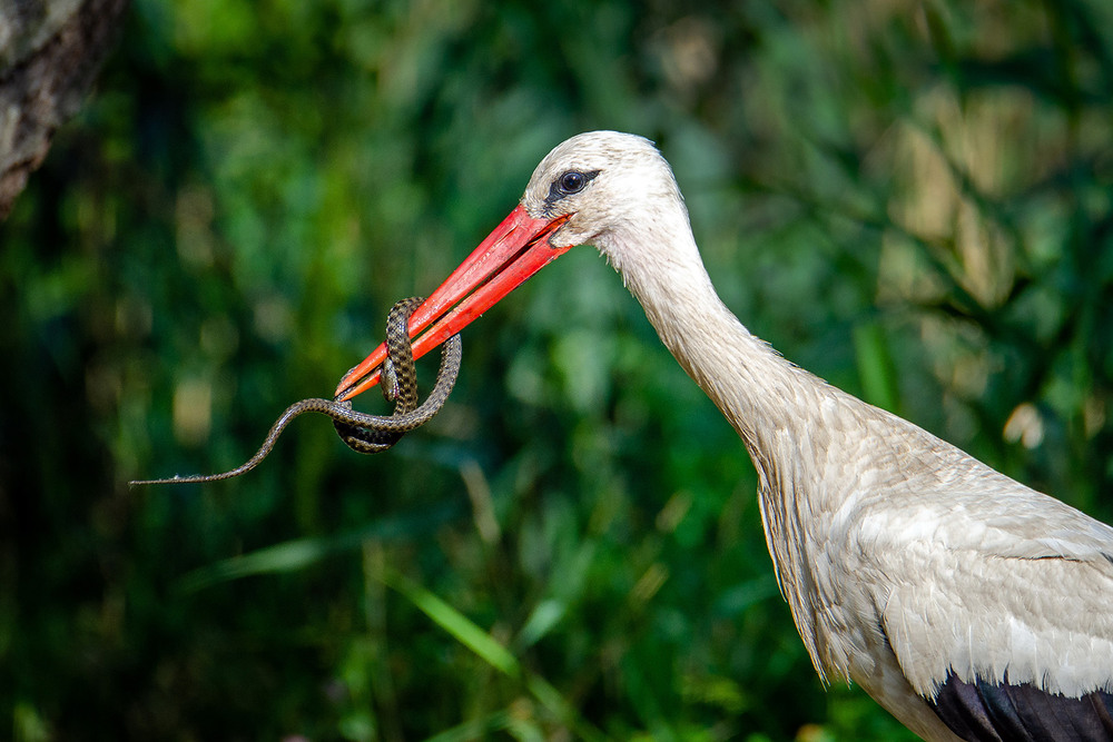 Фотографія Попался... / Оксана Маховская / photographers.ua