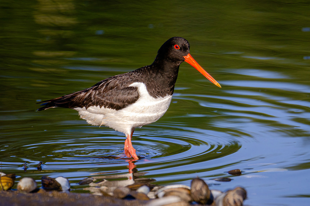 Фотографія Кулик-сорока / Оксана Маховская / photographers.ua