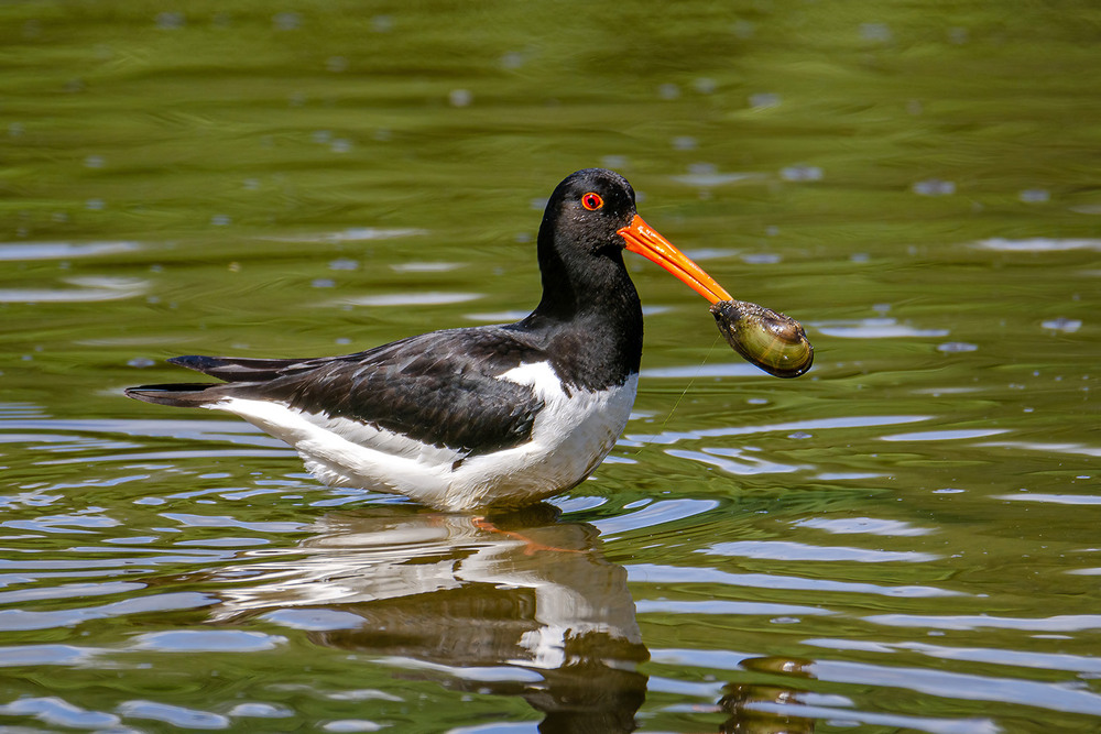 Фотографія Завтрак кулика-сороки / Оксана Маховская / photographers.ua
