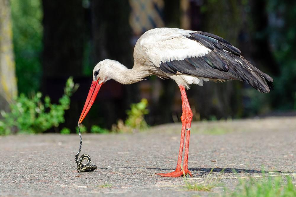 Фотографія Червячок!.. / Оксана Маховская / photographers.ua