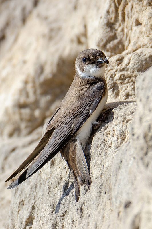 Фотографія Береговушка-кормилец / Оксана Маховская / photographers.ua