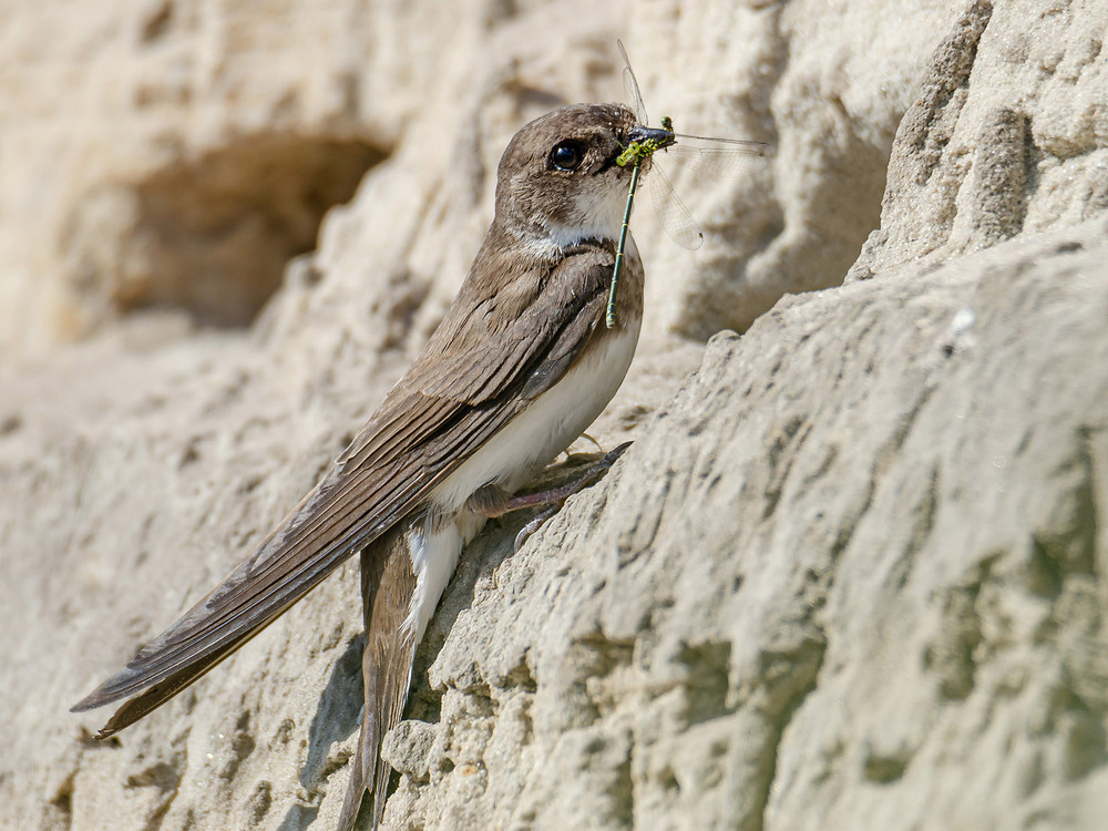 Фотографія Обед для птенчиков / Оксана Маховская / photographers.ua